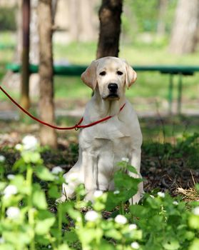 the nice yellow labrador playing in the park