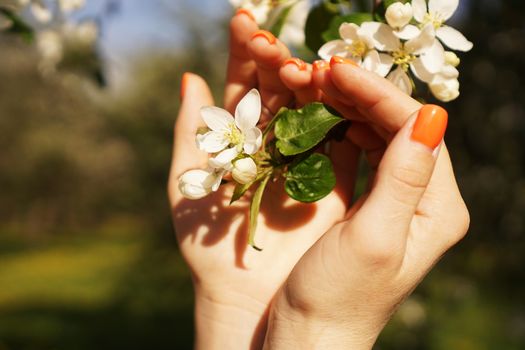 Women hands hold Blooming Apple trees with flowers. Close up. Spring concept of blossoming garden