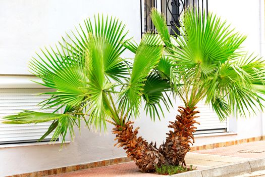 A beautiful, bright green young palm tree grows on the sidewalk of the city near the windows of the house, against the background of a white wall.