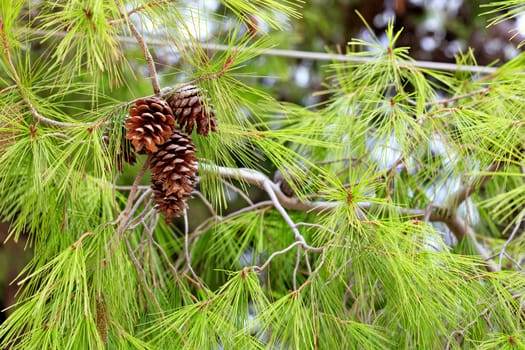 Opened brown fir cones on a light green background of needles spines of a mediterranean pine, closeup, with copy space.