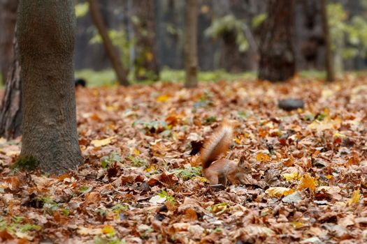 The red fluffy squirrel is barely noticeable against the background of autumn fallen leaves in the forest, it buries and hides its food supplies.