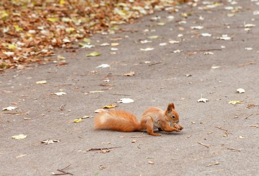 Fluffy red squirrel found a walnut and nibbles on an autumn trail, against the background of fallen foliage in blur, image with copy space.