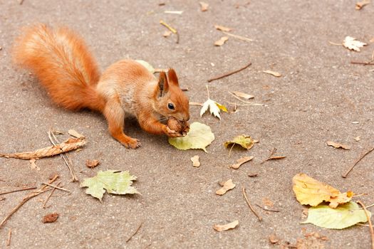 The fluffy red squirrel found a walnut and a gnaw on the autumn trail, holds it in its paws. Close-up, image with copy space.