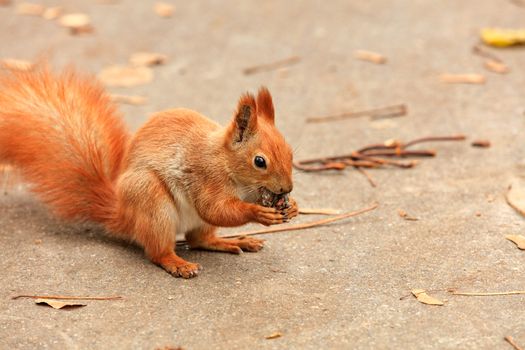 A portrait of a fluffy orange squirrel that eats a picture hazelnut with copy space.