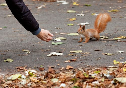 An orange squirrel in an autumn park carefully and curiously creeps up to a person s hand for a treat, image with copy space.