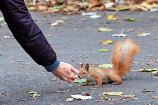 An orange squirrel in an autumn park carefully and curiously examines a person s palm with a treat, image with copy space.