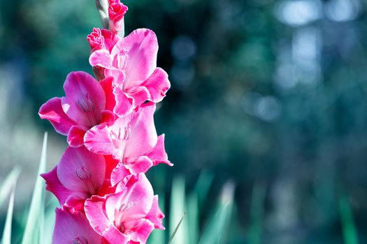 Delicate pink-red gladioli with velvet petals in the rays of soft sunlight bloom in the garden against a background of green leaves, image with copy space.