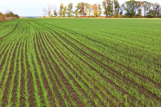 Sprouts of winter wheat grew in an endless field in long smooth and light green rows in close-up.