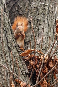 A fluffy orange squirrel sits comfortably on a tree near withered leaves in an autumn park and nibbles a walnut, which it holds in its paws. Close up image with copy space.