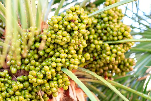 Fruits of green dates grow on a palm tree in the morning light closeup, background in blur with copy space.