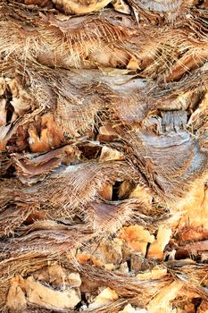 Image of rough texture, background and details of a brown bark of a date palm trunk with cut leaves, close-up.