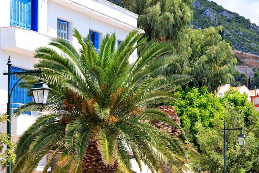 Beautiful date palm trees grow between streetlights on a Greek street with white facades of houses and traditional blue windows and doors to them.