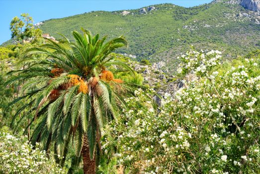A tall date palm tree with orange fruits grows in a city garden on a clear sunny day in Loutraki, Greece, amid a rocky mountain overgrown with a hard shrub, image with copy space.