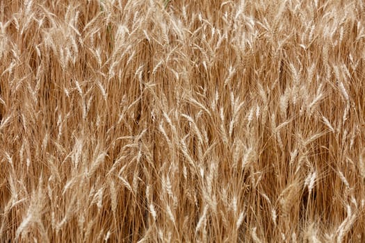 Yellow field of ripe spikelets of wheat in summer in windy weather.