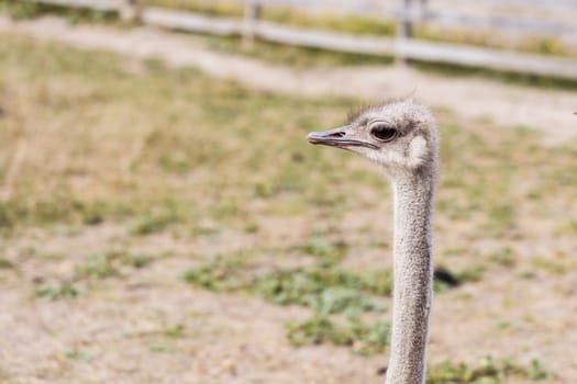 The head of an ostrich closeup in the open air. The ostrich on the farm looks along the fence