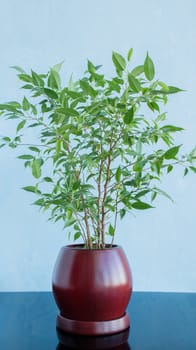 Decorative green tree in a clay brown pot against a blue background. Reflection on a glossy surface.