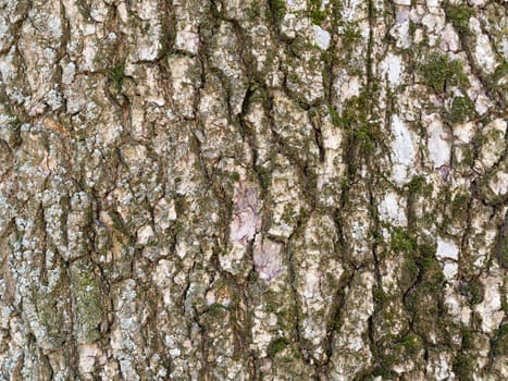 Tree bark texture close-up of selective focus. Use of birch bark wood as a natural background. Old birch bark and moss. Silver birch with moss.