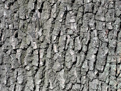 Tree bark texture close-up of selective focus. Use of bark oak wood as a natural background. Old oak bark.
