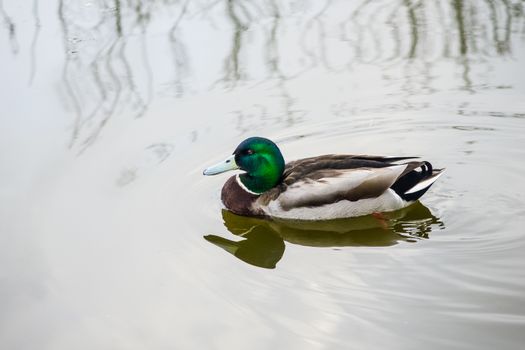 Mallard Drake On Lancaster Canal in Spring