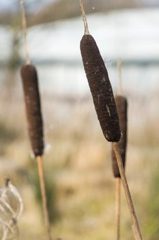 Bullrush Reed Plants growing on the edge of a pond UK