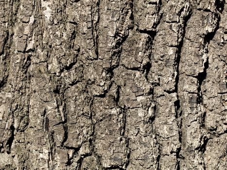 Tree bark texture close-up of selective focus. Use of bark oak wood as a natural background. Old oak bark.