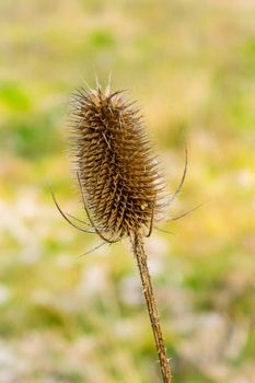 Single seed head or comb of wild teasel or fuller's teasel UK