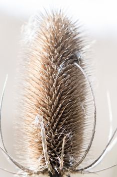 Single seed head or comb of wild teasel or fuller's teasel UK