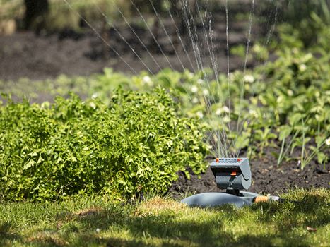 Bushes of parsley, onion and lawn grass water the lawn sprinkler