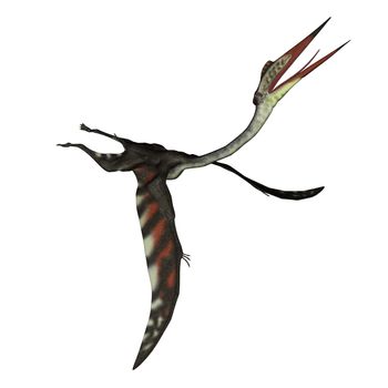 Quetzalcoatlus flying head up isolated in white background - 3D render