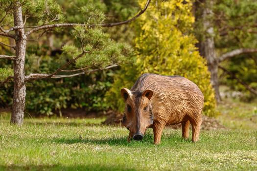 Wild boar wooden sculpture in the forest