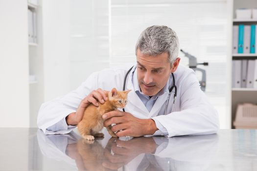Veterinarian examining a little cat in medical office 
