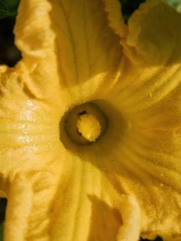 Flower in the field of the pumpkin plant. Time of flowering. Short shot photo