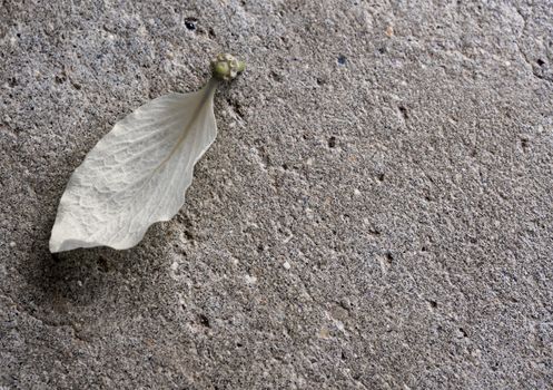 Petal of White Golden shower (Ratchaphruek) flower on the concrete floor