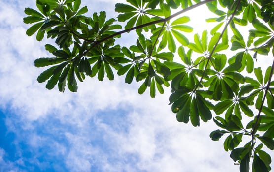 View up to the sky under the tree