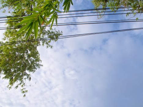 Electrical wire lines across Bamboo leaves