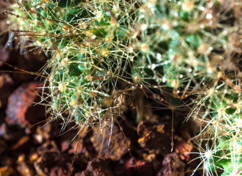 Clump of Thorn hook Mammillaria cactus species in black background