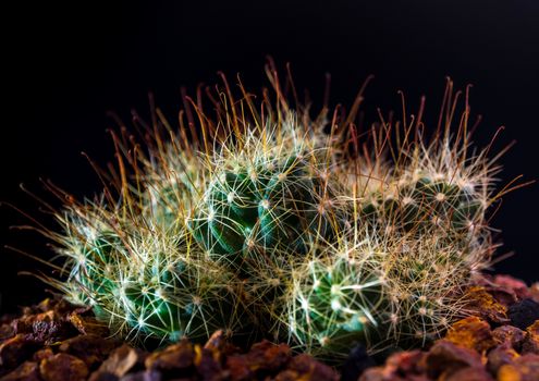 Clump of Thorn hook Mammillaria surculosa cactus species in black background