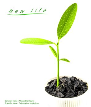 Bud leaves of young plant seeding isolated on white background