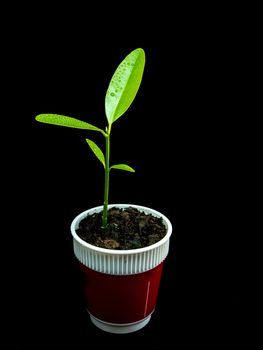 Bud leaves of young plant seeding in black background