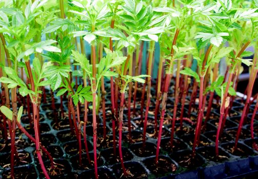 Red trunk of marigold seedling grow in plastic seedling tray