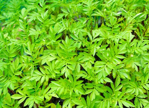 Texture of marigold seedling leaf in the seedling basket