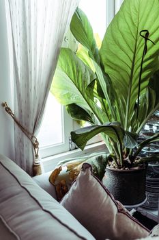 Big green leafs in elegant living room interior, Living room decorated with trees