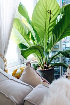 Big green leafs in elegant living room interior, Living room decorated with trees