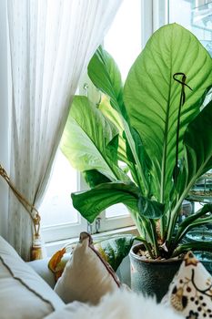 Big green leafs in elegant living room interior, Living room decorated with trees