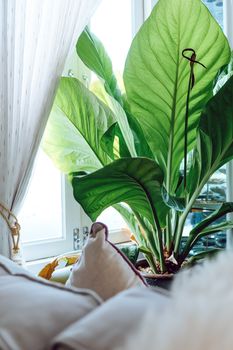 Big green leafs in elegant living room interior, Living room decorated with trees