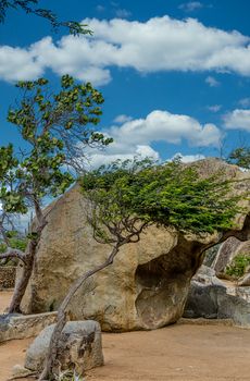 Boulders, Divi Divi Trees and Cactus in Aruba Garden