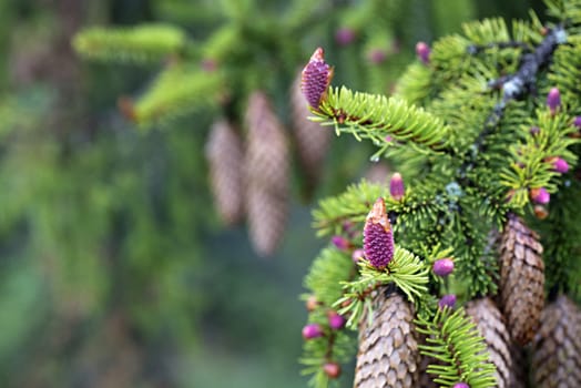 A young branch of spruce with coniferous cones, focused on one pink beautiful new cone against the background of old coniferous cones.