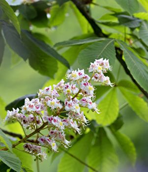 Closeup - a beautiful spring flowering chestnut Kiev Ukraine