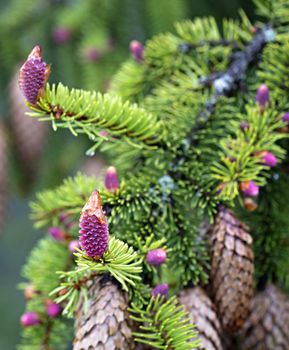 A young branch of spruce with coniferous cones, focused on one pink beautiful new cone against the background of old coniferous cones.