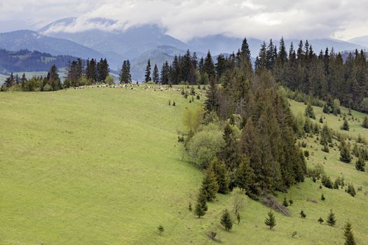 Carpathians. Mountain landscape. On a large green polonine among the tall coniferous trees is grazing a herd of sheep